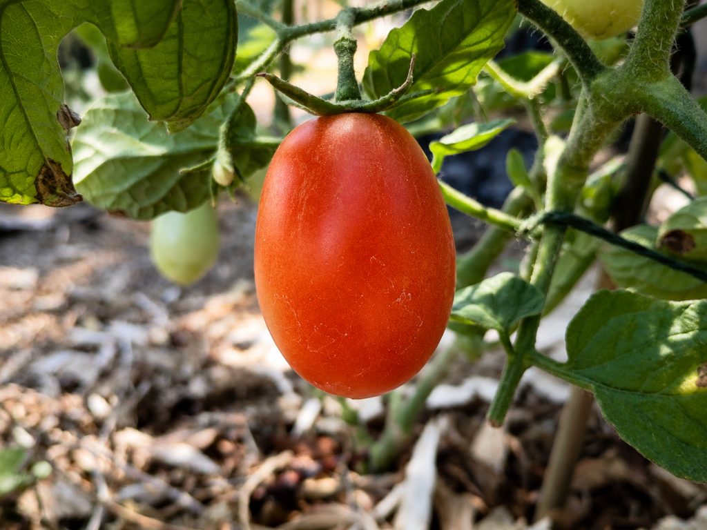 Why Cooked Tomatoes Can Be Healthier Than&nbsp;Raw