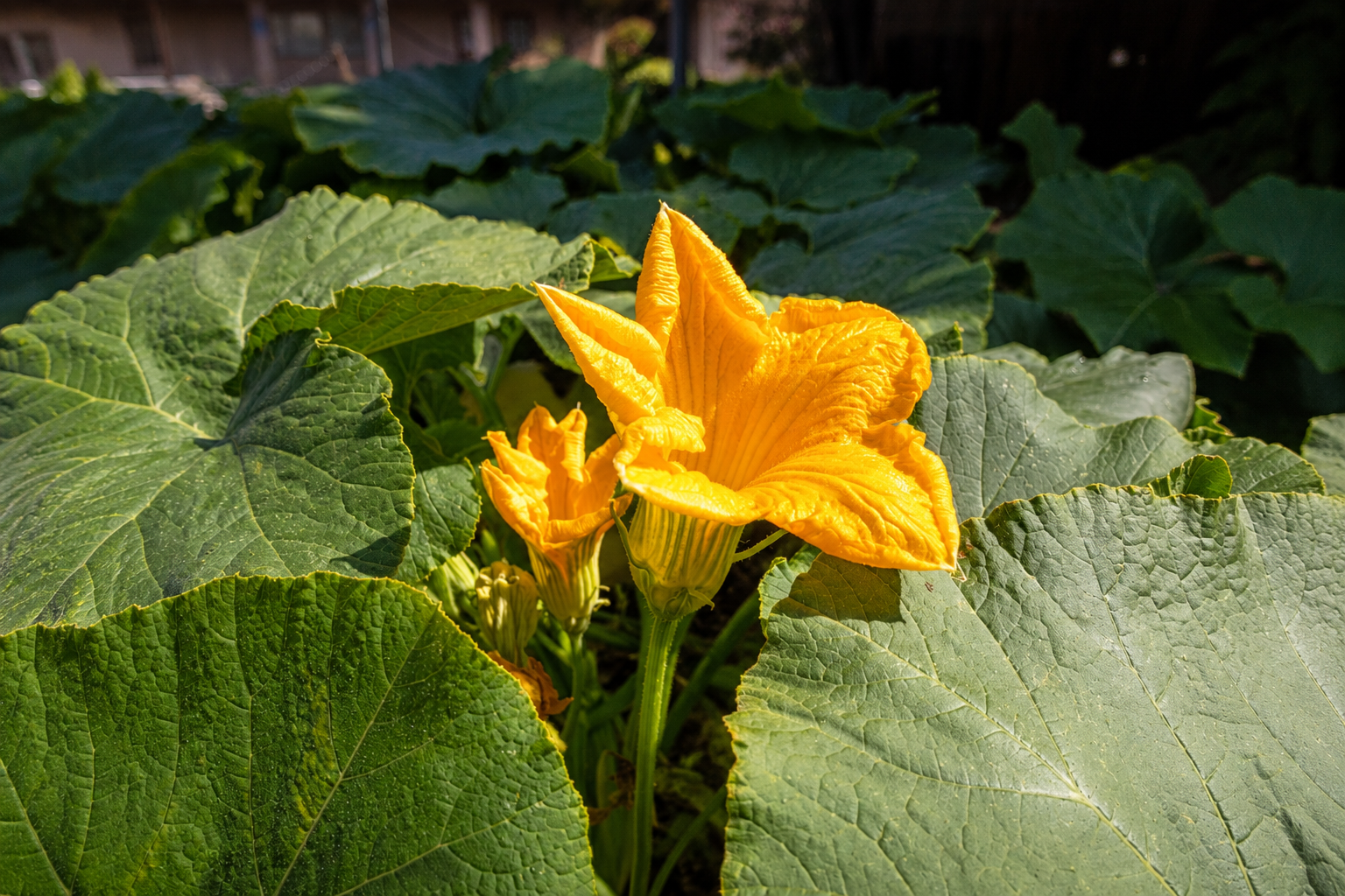 July Gardening Guide for the Kern River Valley
